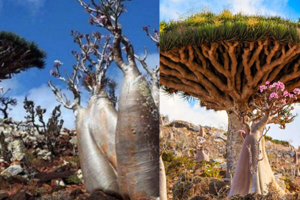 Misteri Dari Pulau Socotra, Yaman