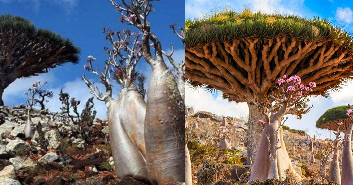 Misteri Dari Pulau Socotra, Yaman