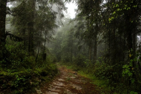 Misteri dari Hutan Daintree, Australia