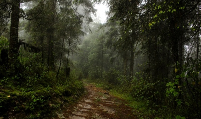 Misteri dari Hutan Daintree, Australia