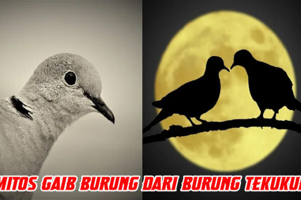 Mitos Gaib Burung Dari Burung Tekukur