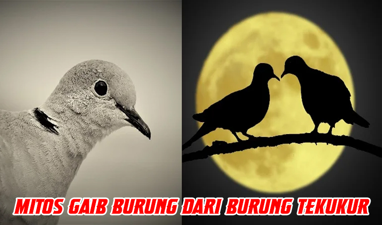 Mitos Gaib Burung Dari Burung Tekukur